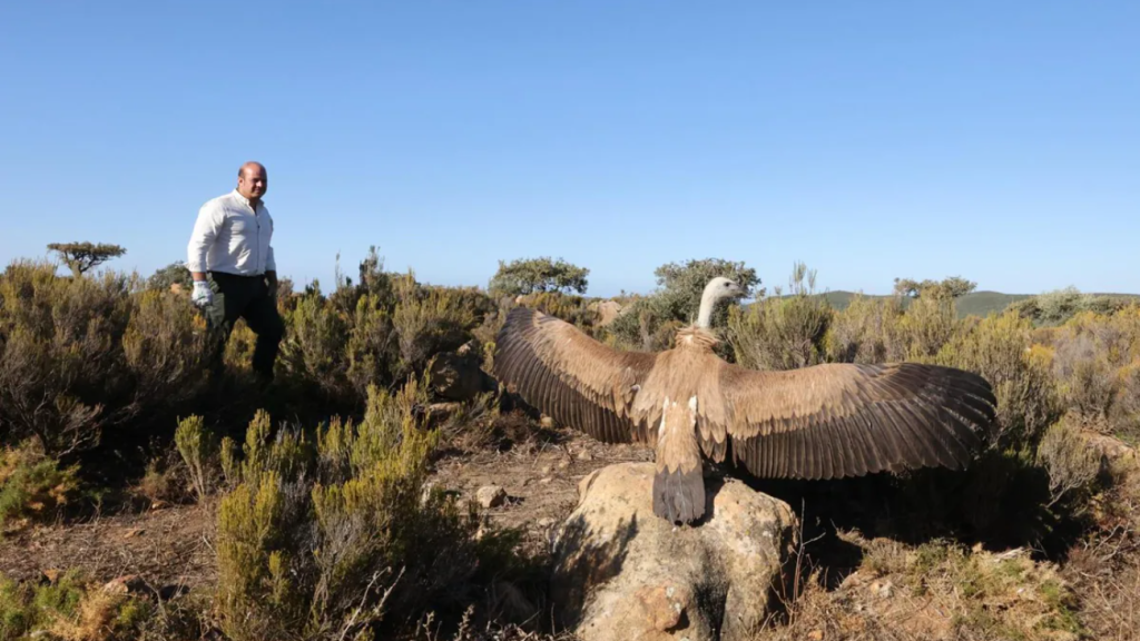 Buitre leonado siendo puesto en libertad en la Sierra de Cádiz.