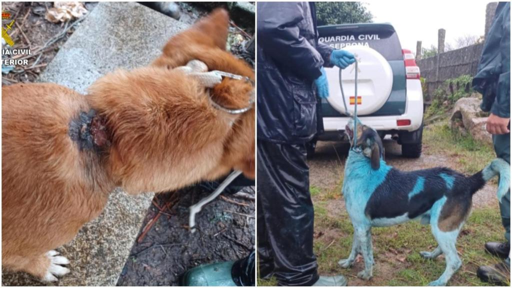 El infierno de tres perros de Marín (Pontevedra): Encadenados, rociados con espray y heridos por su dueño