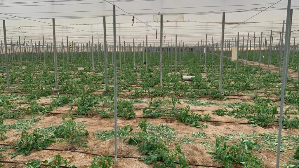 Vista de los cultivos de tomate de Sergio Ruiz.