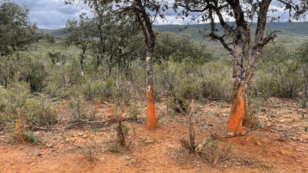 Erosión de la vegetación provocada por la superpoblación de ungulados en Cabañeros.