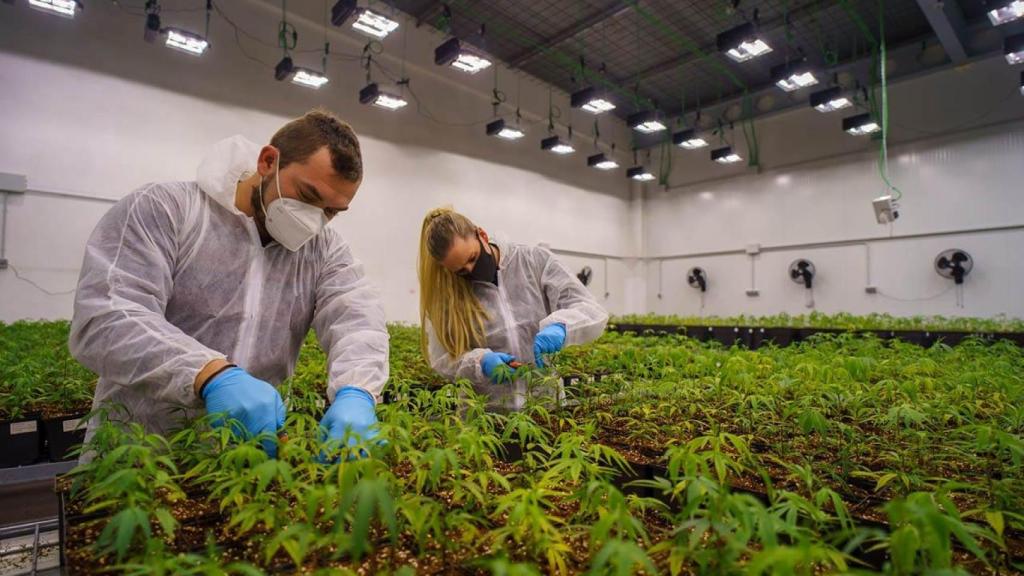 Dos operarios trabajan con las plantas de Cannabis Sativa.