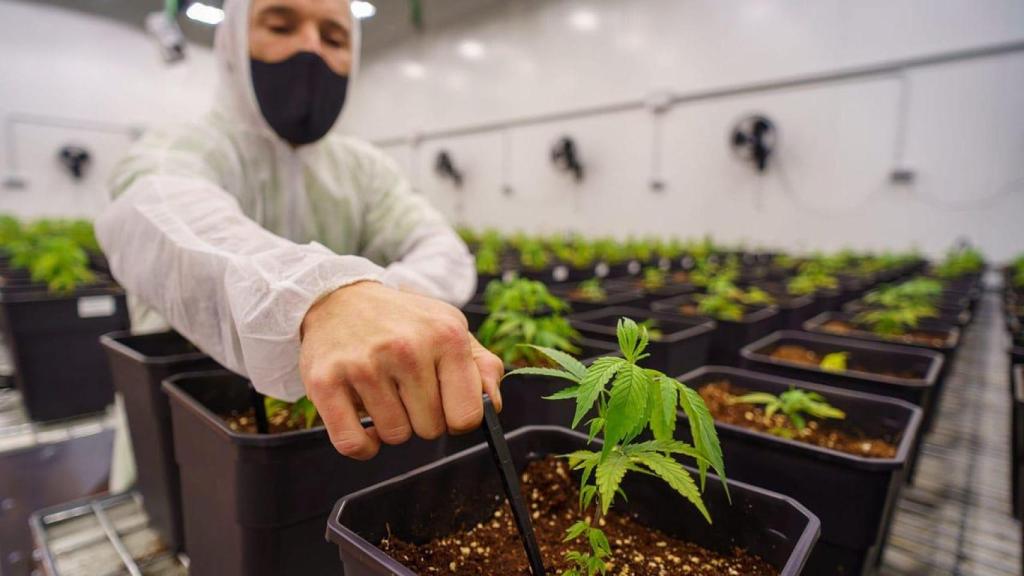 Un operario manipula una de las hojas de la planta de Cannabis Sativa.