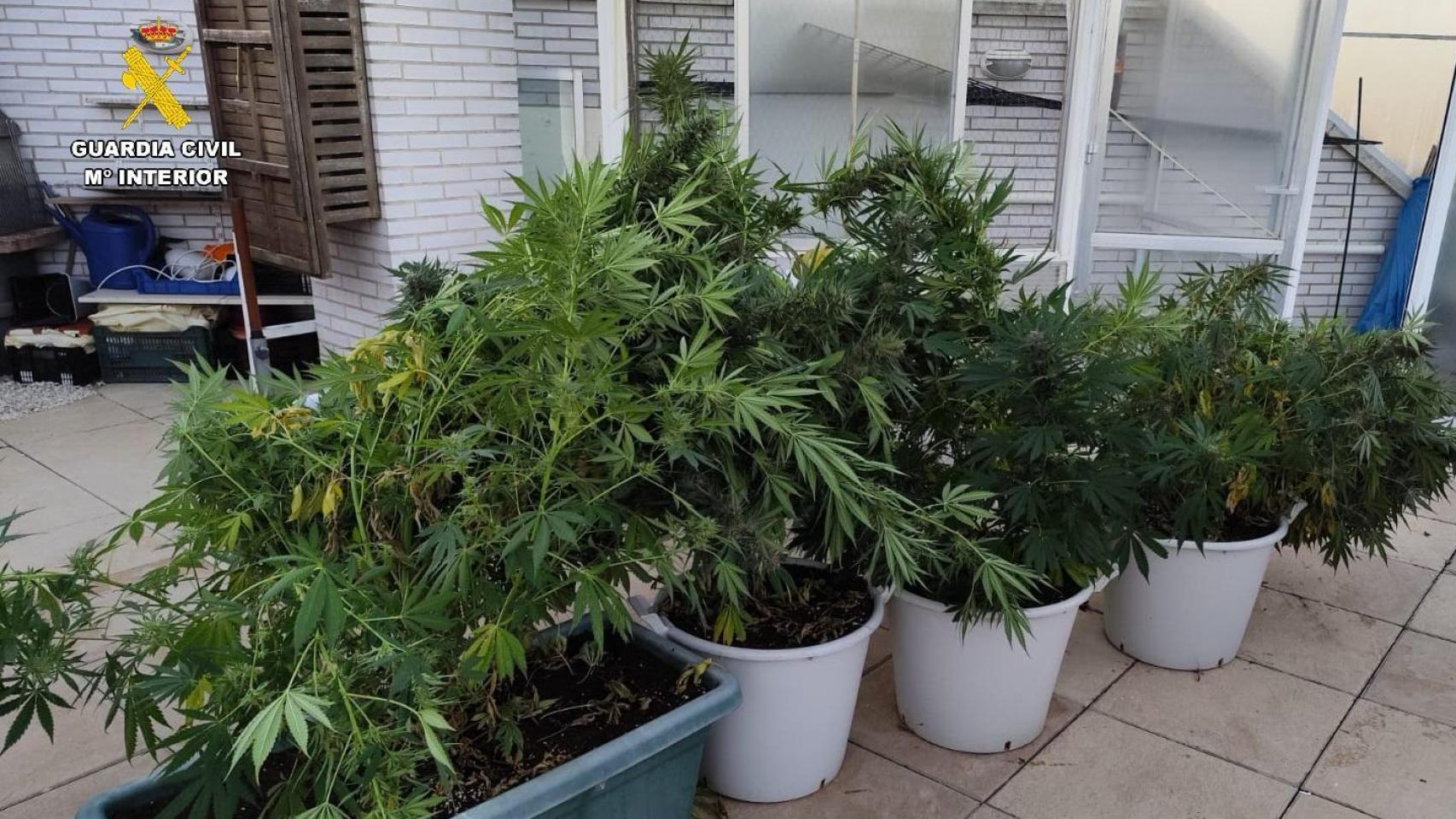 Macetas donde plantaban marihuana en la azotea de un domicilio de Grijota