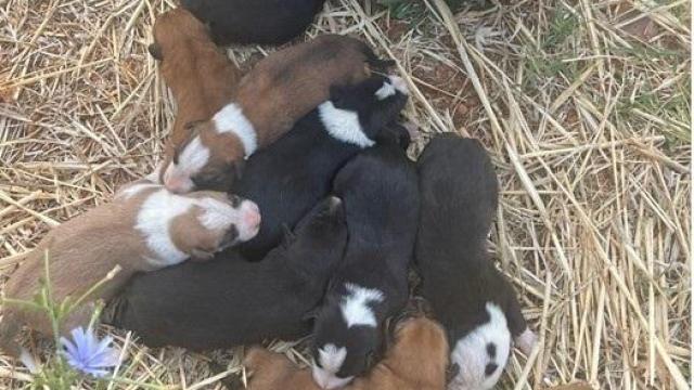 Rescate de los animales. Foto: Guardia Civil.