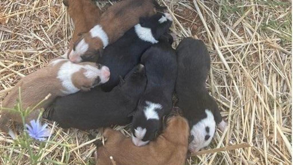 Rescate de los animales. Foto: Guardia Civil.