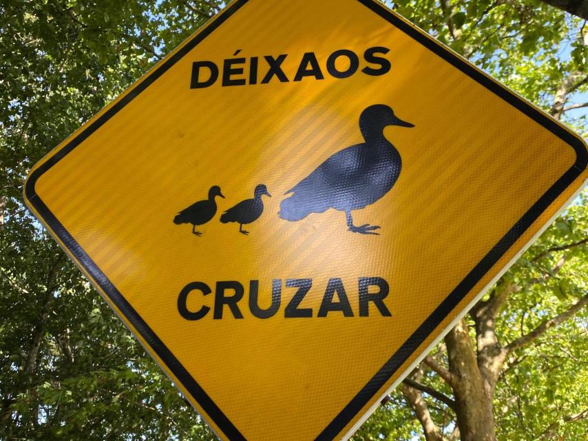 Señal advirtiendo de la presencia de patos en Santiago.