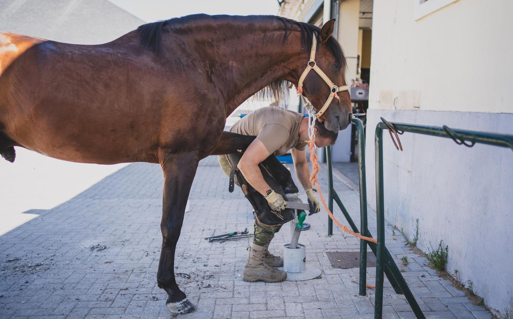 Un auxiliar del Servicio de Veterinaria de la Guardia Real con uno de los caballos del cuerpo militar.