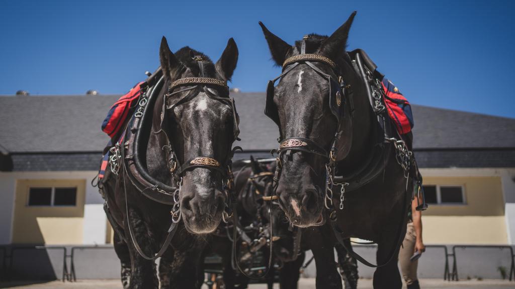 Dos caballos hispano-bretones de la Batería Real exhibidos durante la entrevista con EL ESPAÑOL.