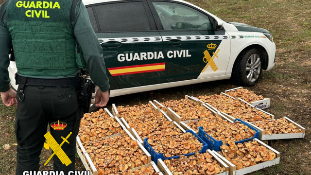 La Guardia Civil interviene 137 kilogramos de níscalos recolectados irregularmente