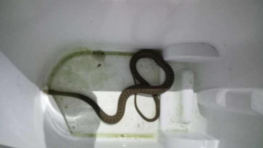 Capturan en una cocina de Vigo a una serpiente de metro y medio de longitud