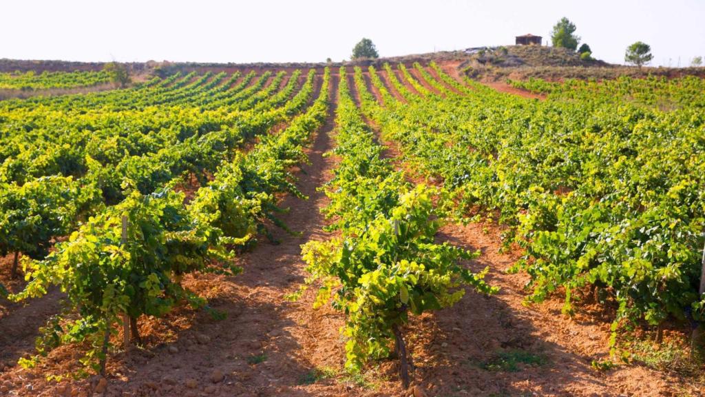 Viñedos Tierra Bobal. Turisme Comunitat Valenciana