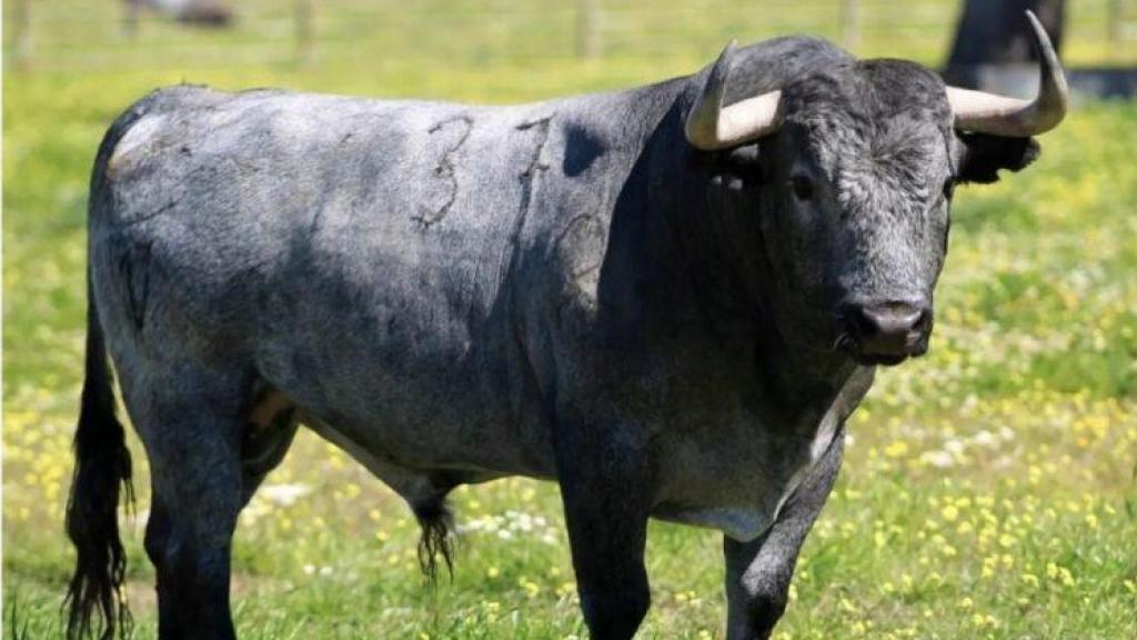 El toro de Victorino Martín 'Cobradiezmos' en el campo.