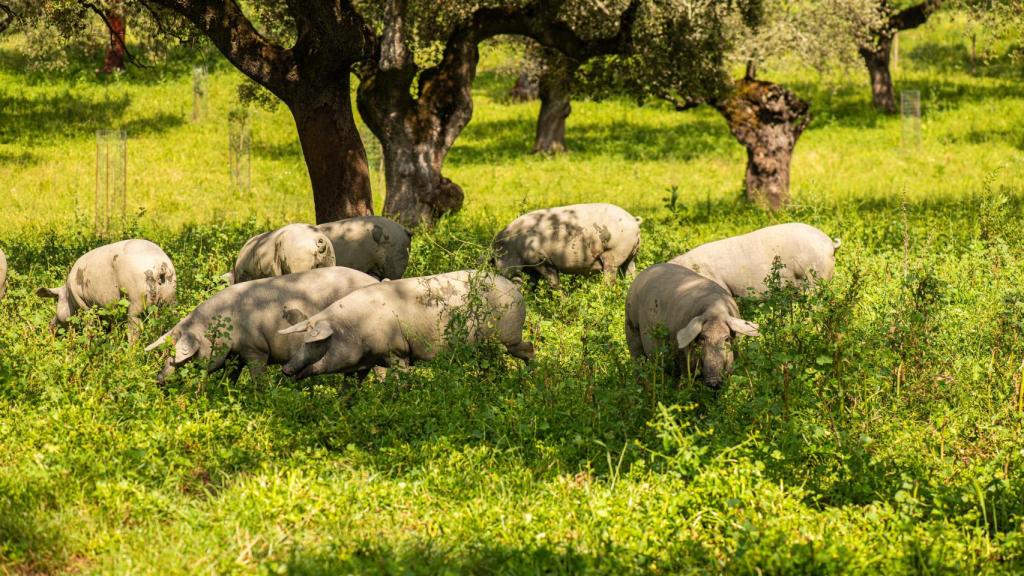 La dehesa de Castilla y Leon es un ecosistema en equilibrio entre el hombre y la naturaleza