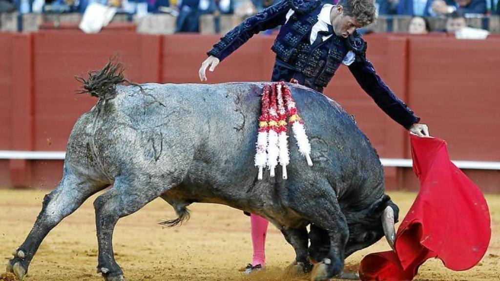 Manuel Escribano lidia a 'Cobradiezmos' en la Maestranza de Sevilla.