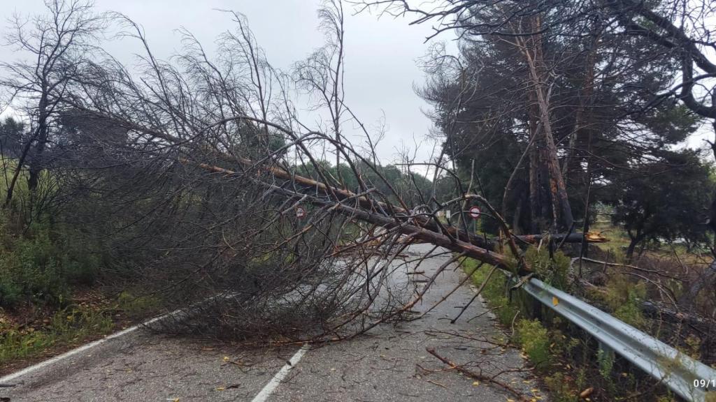 Un árbol caído en la provincia de Zamora