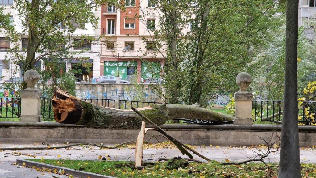 Uno de los troncos en la acera tras la caída del árbol