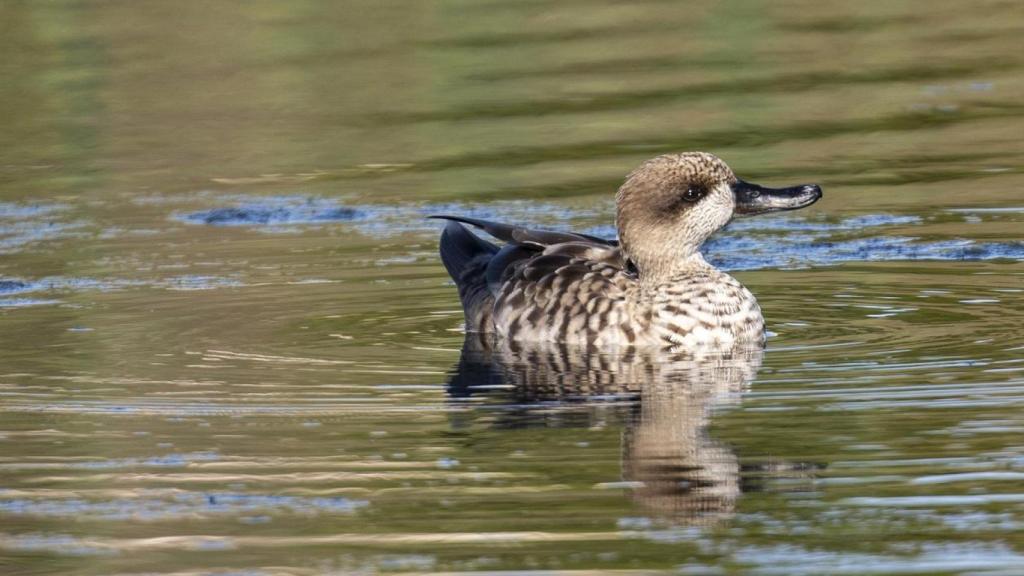 Cría de cerceta pardilla en el agua.