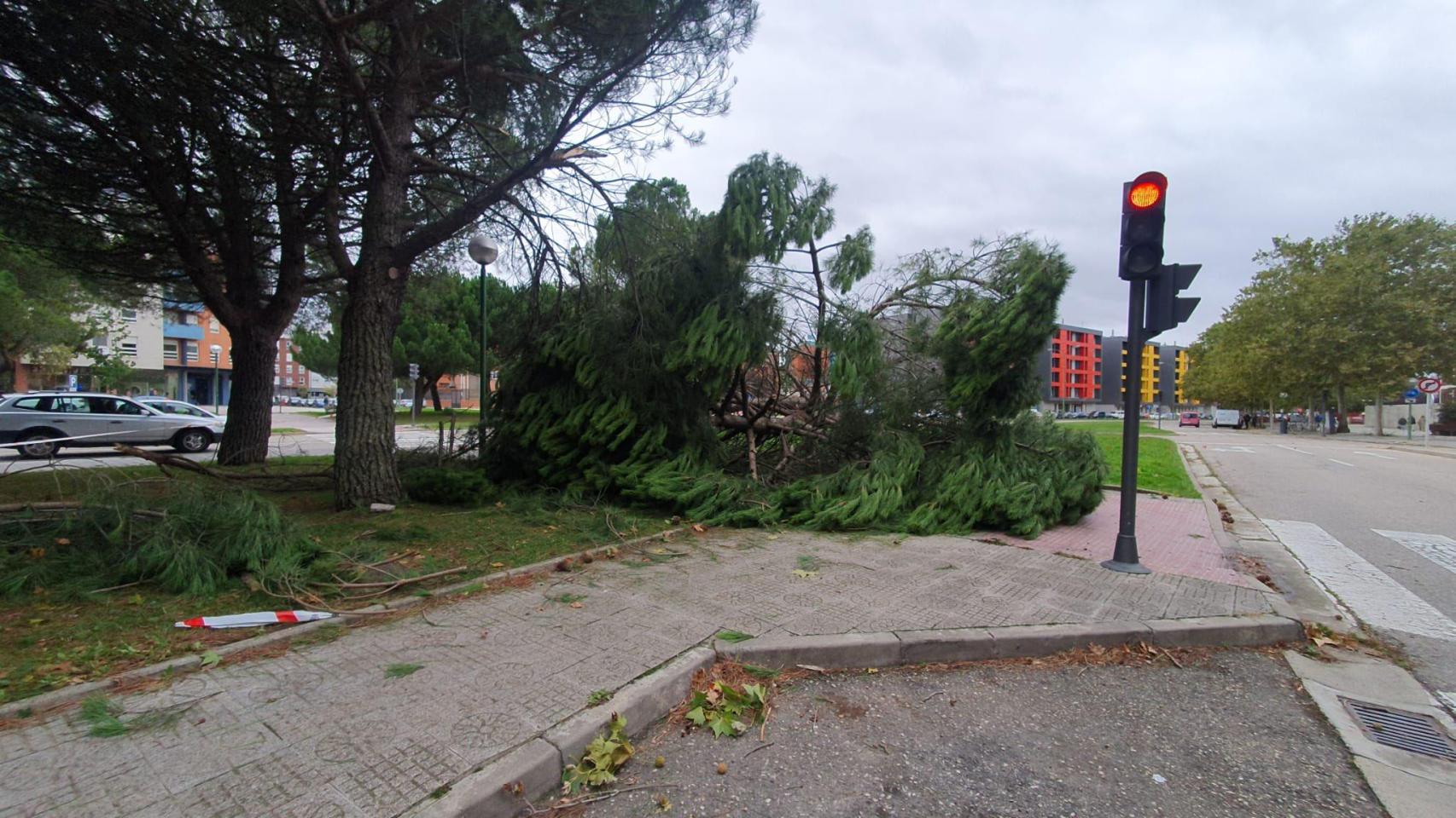 Un árbol que se ha caído en Burgos por las fuertes rachas de viento