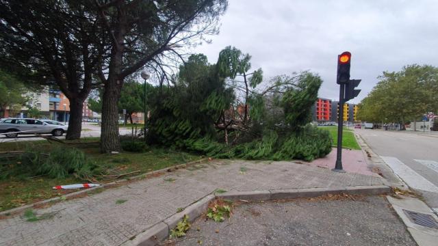 Un árbol que se ha caído en Burgos por las fuertes rachas de viento