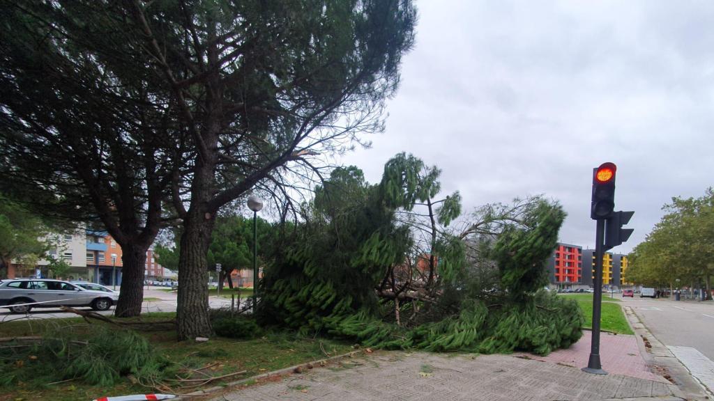 Un árbol que se ha caído en Burgos por las fuertes rachas de viento