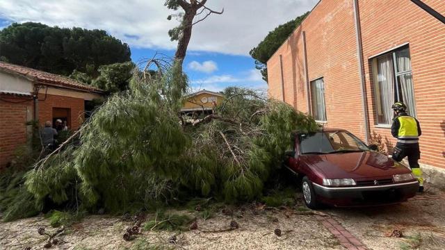 Caída de un árbol sobre una vivienda en El Carpio