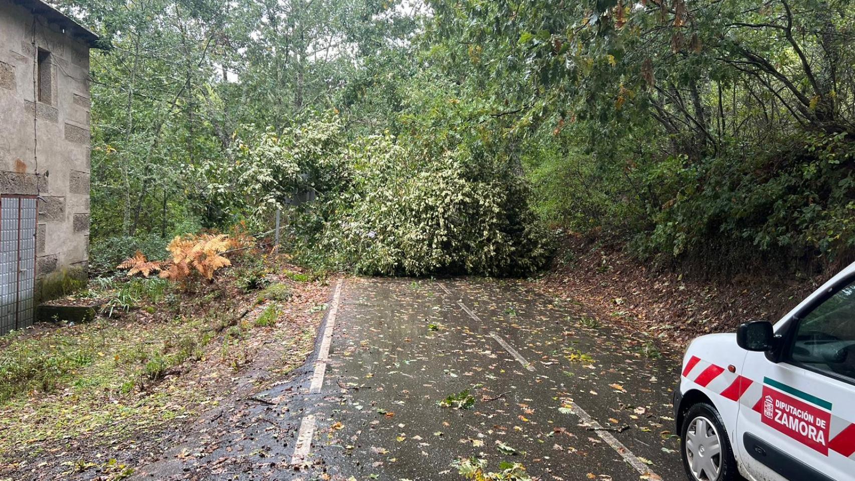 Un árbol caído en la provincia de Zamora por el huracán Kirk