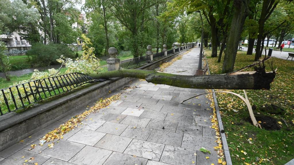 La borrasca Kirk deja árboles caidos en la capital burgalesa