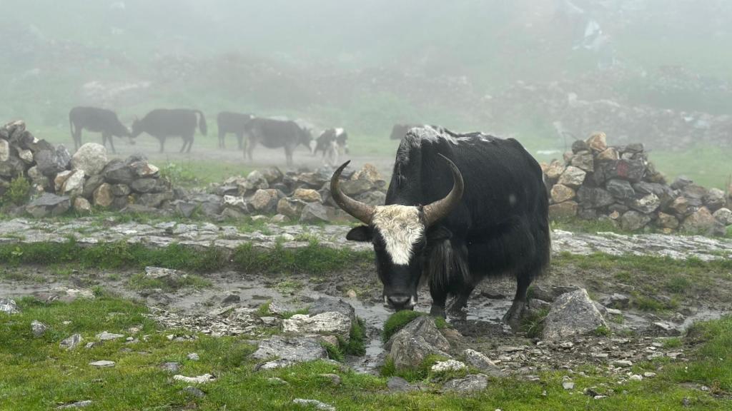 Yaks pastando libremente por Kyanjin Gompa.