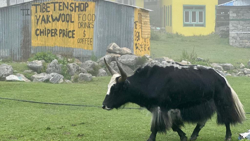 Durante el verano el los yaks son esquilados y su lana se utiliza para prendas de abrigo.