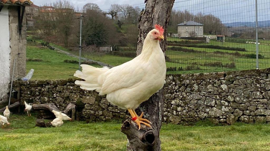 El estudio logra prevenir la infección en gallinas ponedoras.