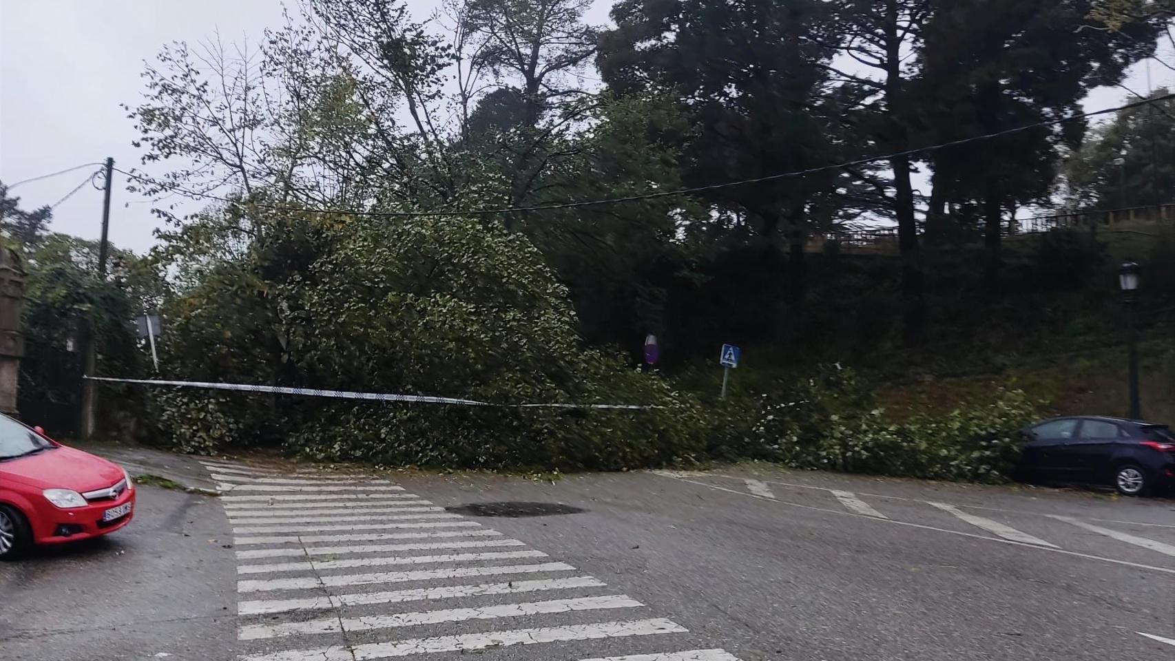 Árboles caídos en el monte de O Castro.