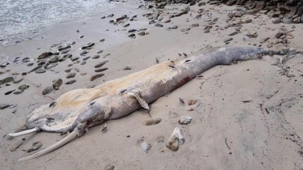 Fotograma de un vídeo de X de la ballena varada en la playa gallega.