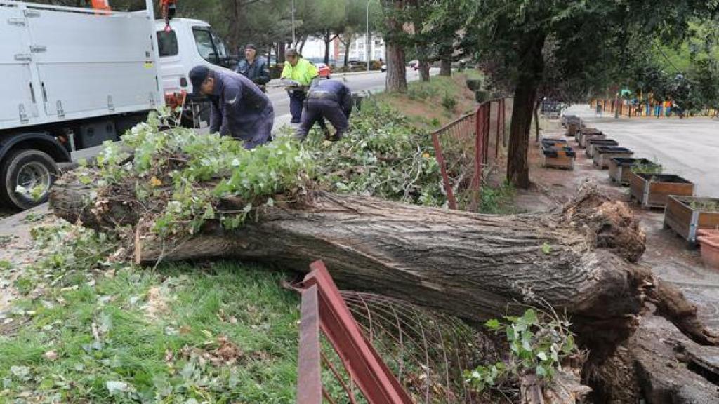 Un árbol derriba una valla en el Paseo de Nuestra Señora de los Ángeles, a la altura del colegio Padre Claret