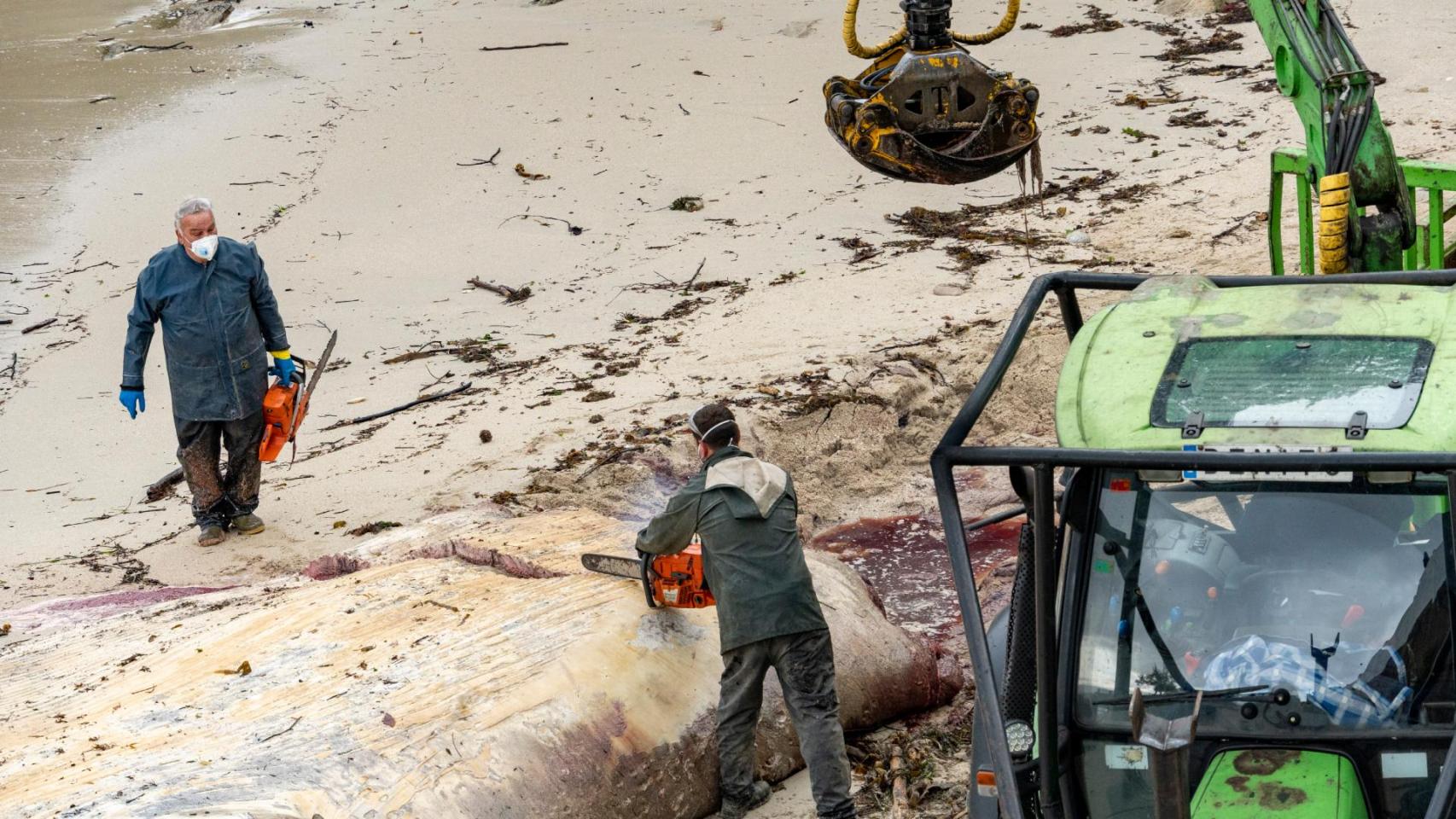 Operarios despiezando la ballena.