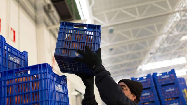 Recolección de cítricos. Fontestad