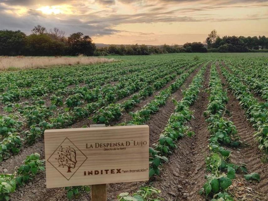 Huerto de Coristanco con promoción de la empresa La Despensa de Lujo.