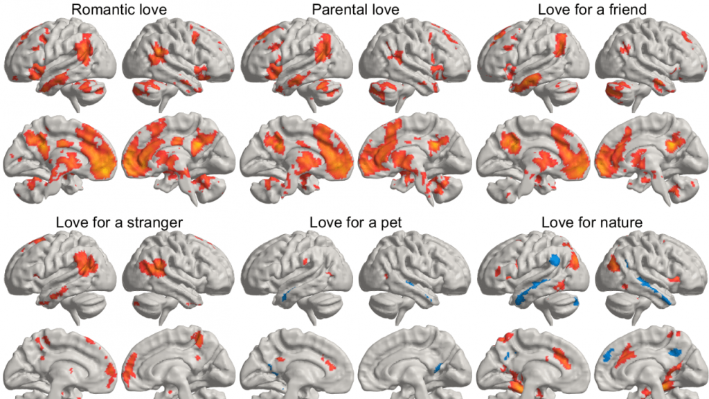 Media estadística de cómo los distintos tipos de amor iluminan diferentes regiones del cerebro.