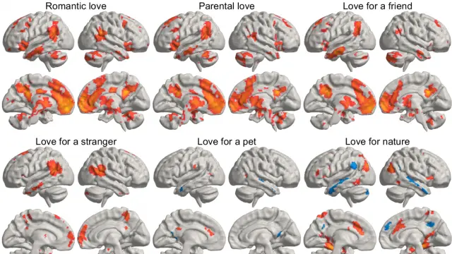 Media estadística de cómo los distintos tipos de amor iluminan diferentes regiones del cerebro.