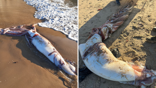 El calamar gigante en la playa de Llanes.