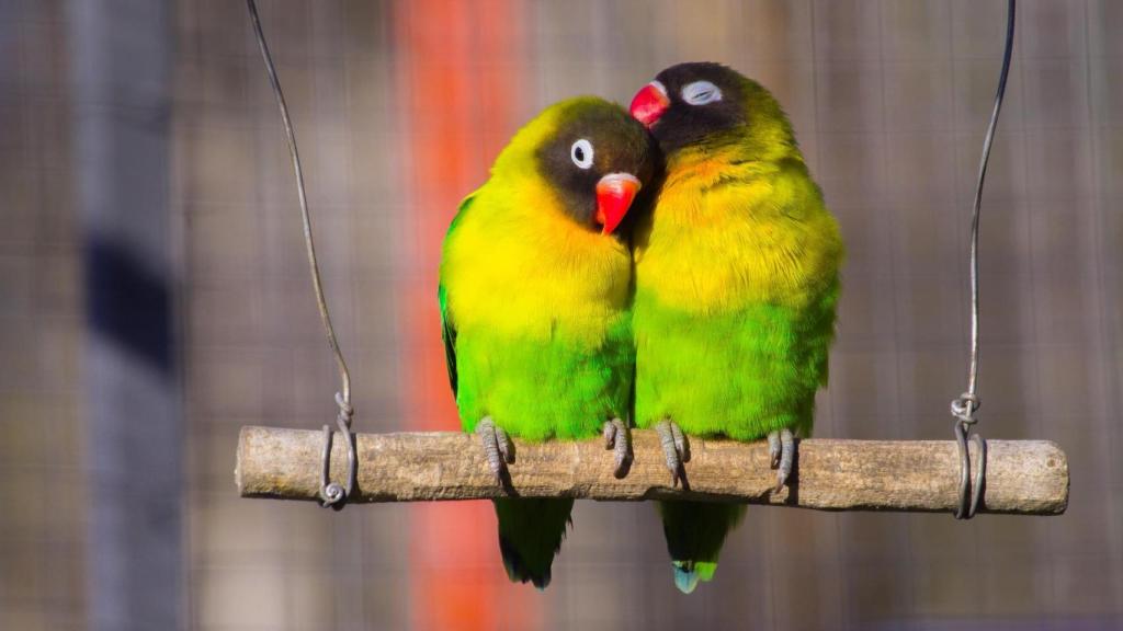 Una pareja de agapornis en una foto de archivo.