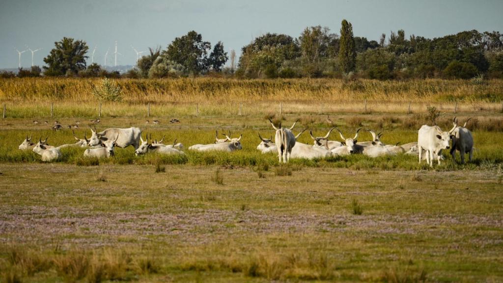 Boškarin o ganado de Istria en el Parque Nacional Neusiedler See-Seewinkel.