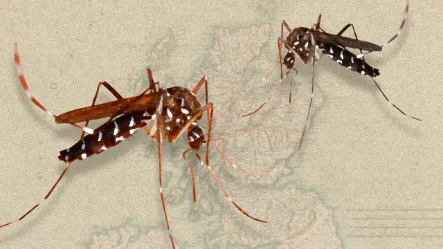 Hubo un tiempo en el que los mosquitos jugaron un papel esencial en la independencia escocesa.