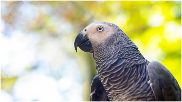 El loro llamado yaco