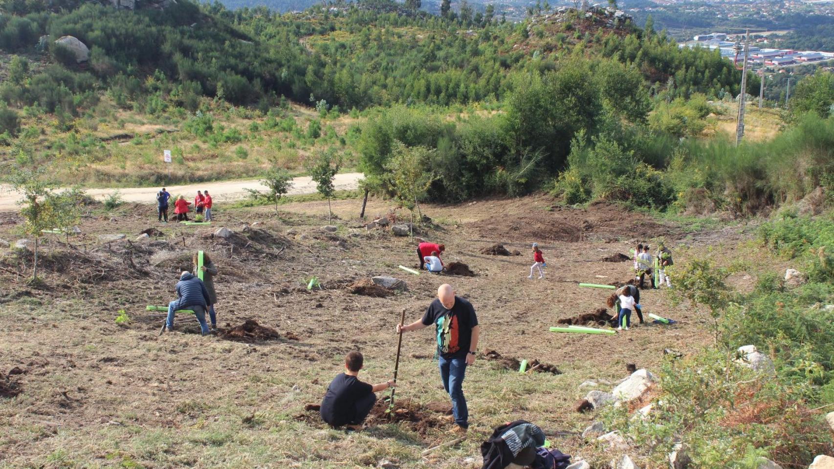 Nigrán se unirá para plantar especies arbóreas.