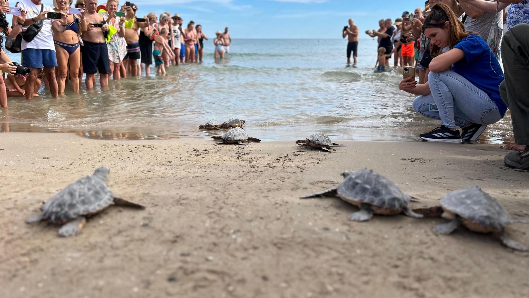 Las tortugas parten al mar rodeados por mucha expectación.