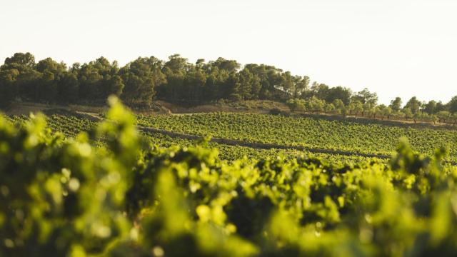 La Generalitat destaca la importancia de los paisajes del vino en la Comunitat Valenciana.