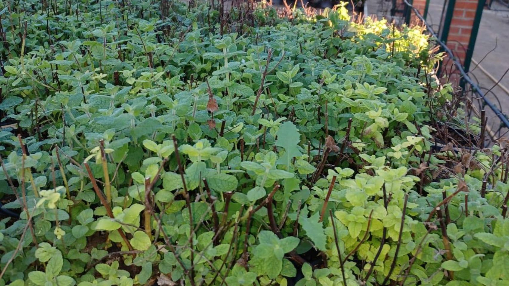 Mastranto, una planta aromática similar a la hierbabuena.