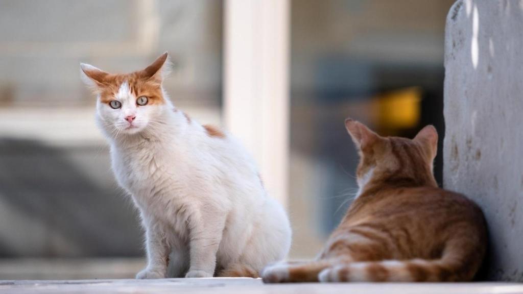 Gatos de una colonia felina de Zaragoza