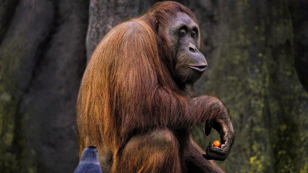 Orangután en la Isla de Borneo