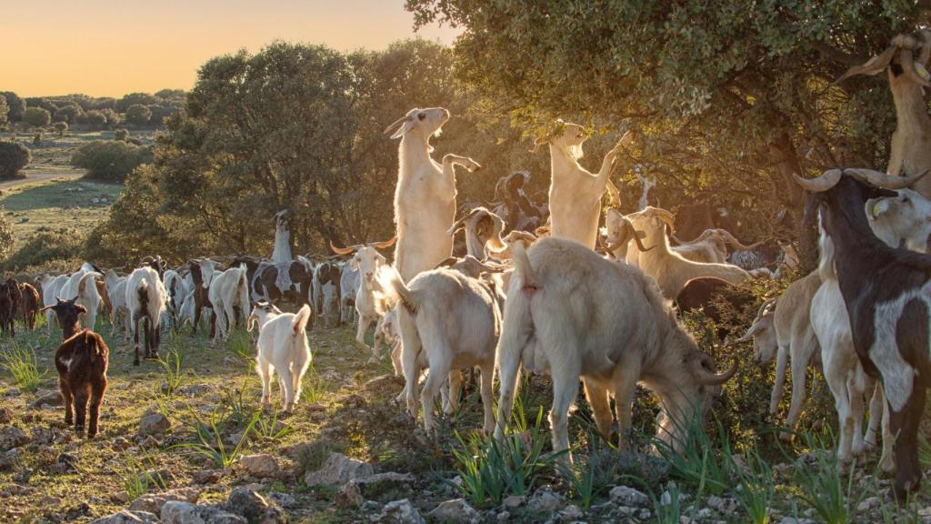 Las cabras de Entrecabritos.